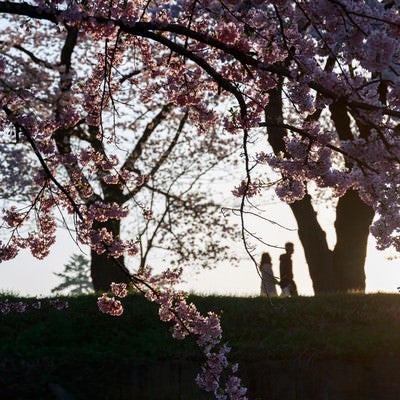 夕焼け桜と恋人のシルエットの写真