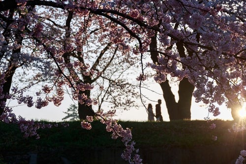 夕焼け桜と恋人のシルエットの写真