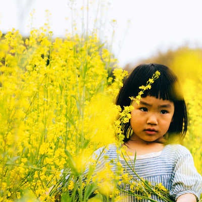 菜の花畑と女の子の写真