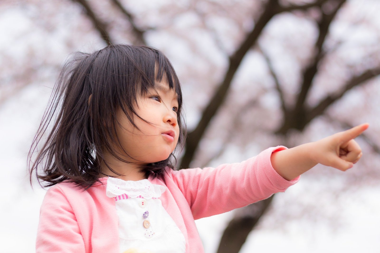 「桜の季節、小さい女の子」の写真［モデル：あんじゅ］