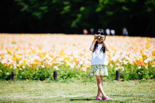 アイスランドポピーの花畑でカメラを構える女の子の写真