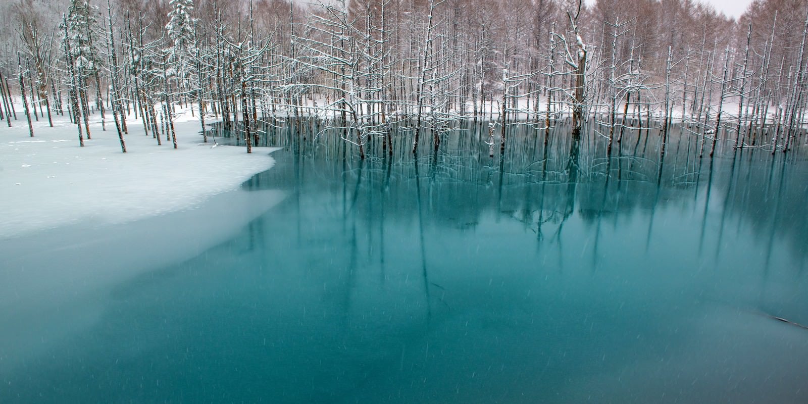 「北海道美瑛の青い池」の写真