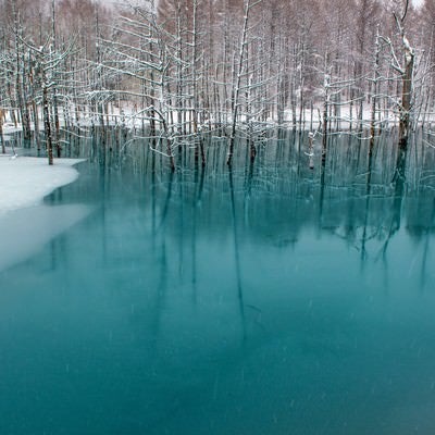 北海道美瑛の青い池の写真