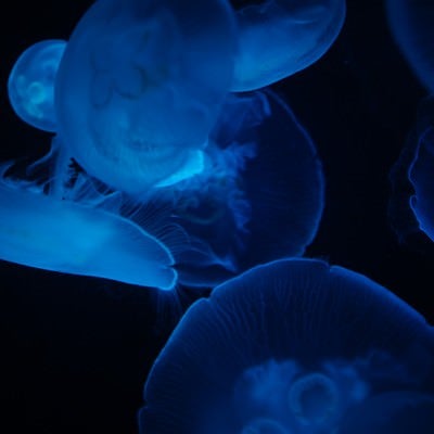 暗闇に浮かぶクラゲの写真