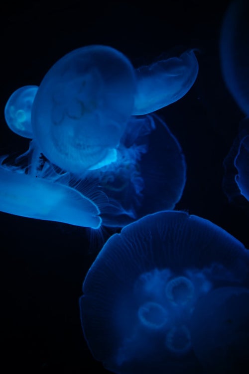 暗闇に浮かぶクラゲの写真