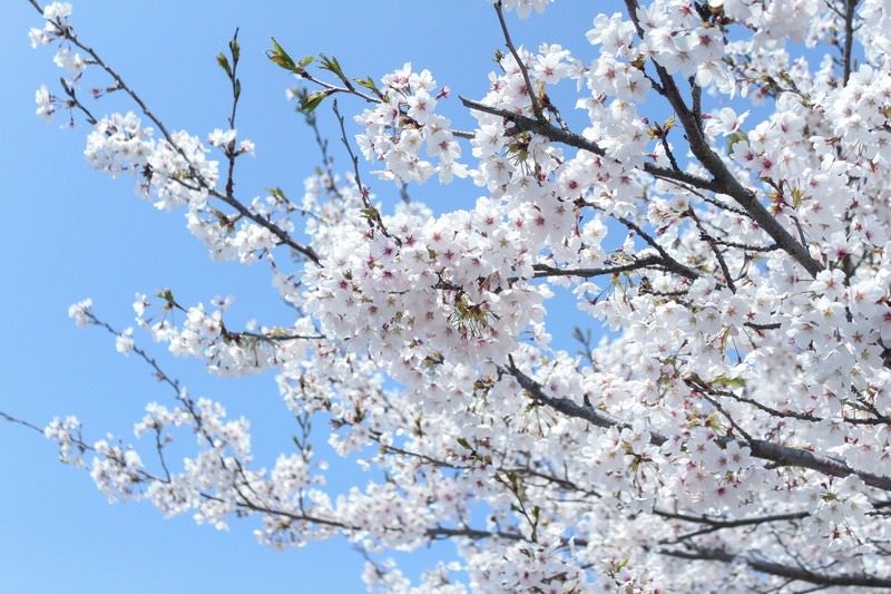 咲溢れる桜の写真