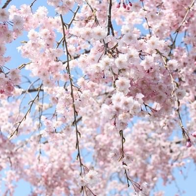 咲き枝たる桜の写真