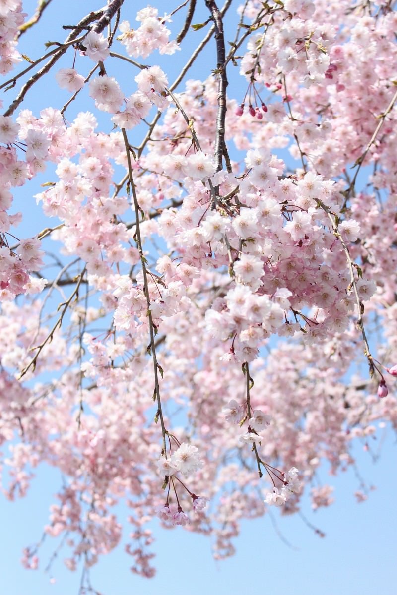 「咲き枝たる桜」の写真