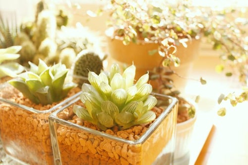 窓辺の植物の写真