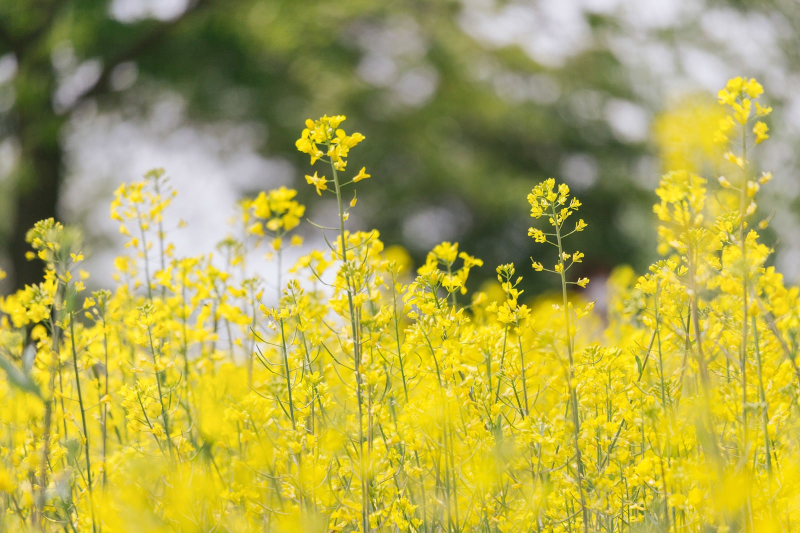 「黄色い菜の花」の写真