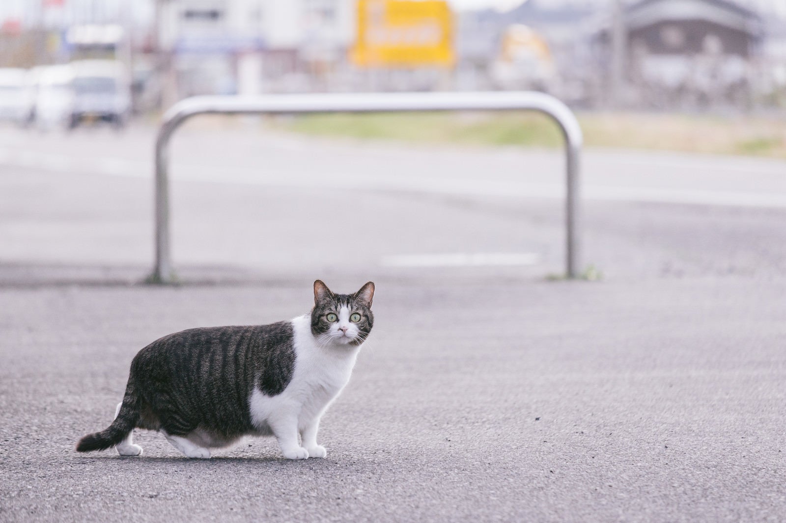 「白昼に飼い主の浮気現場を目撃して驚愕を隠せない猫」の写真