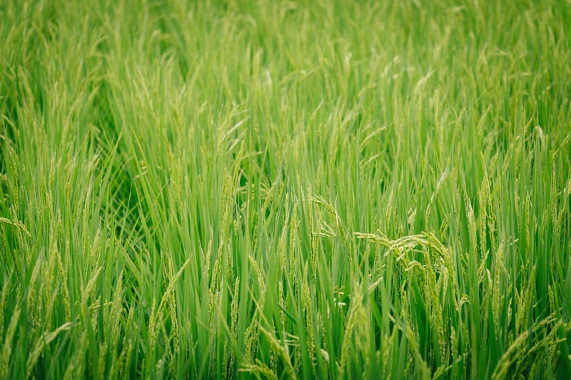 あおあおしく茂る稲の写真