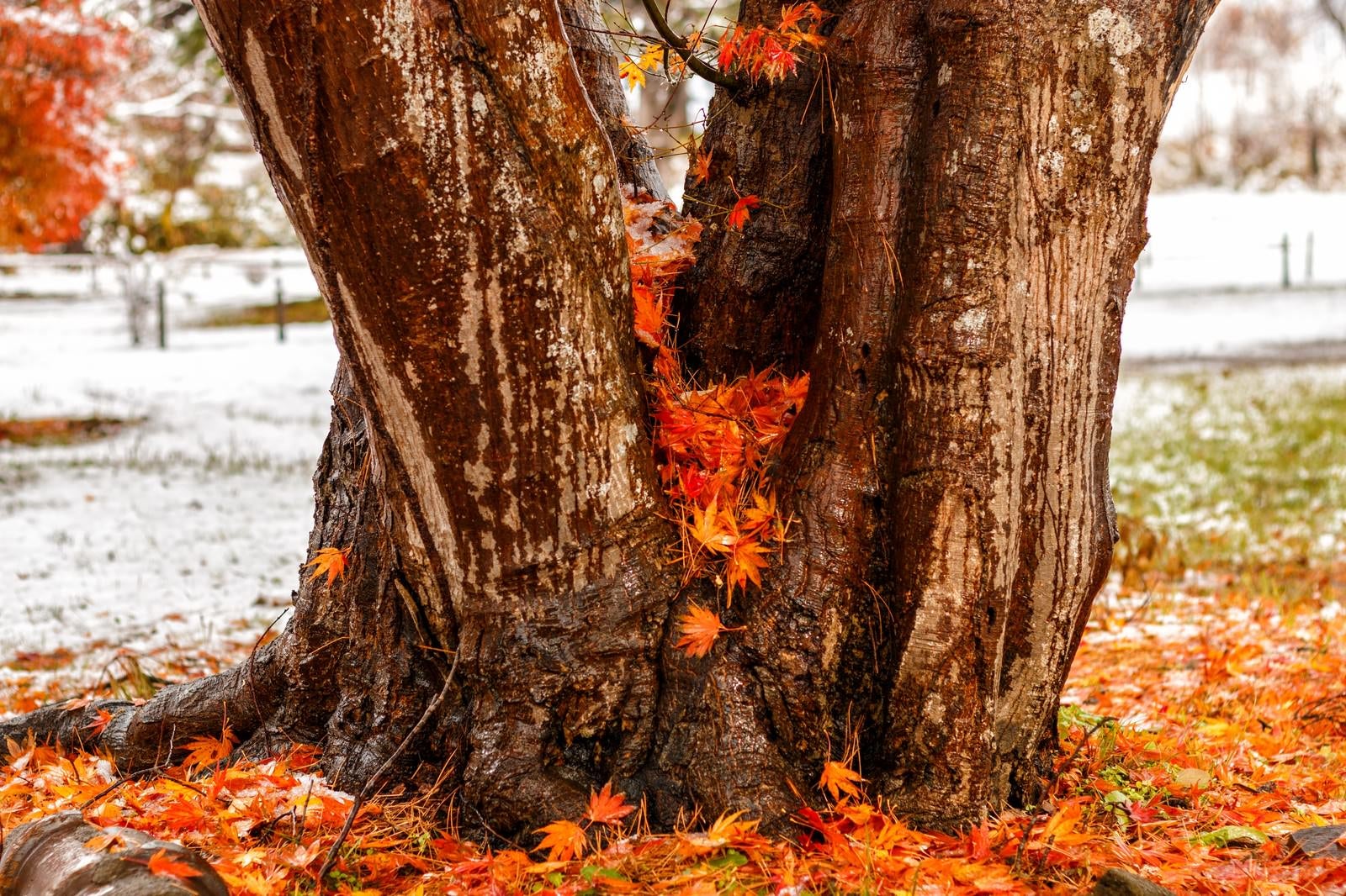 「木の間に積もった紅葉」の写真