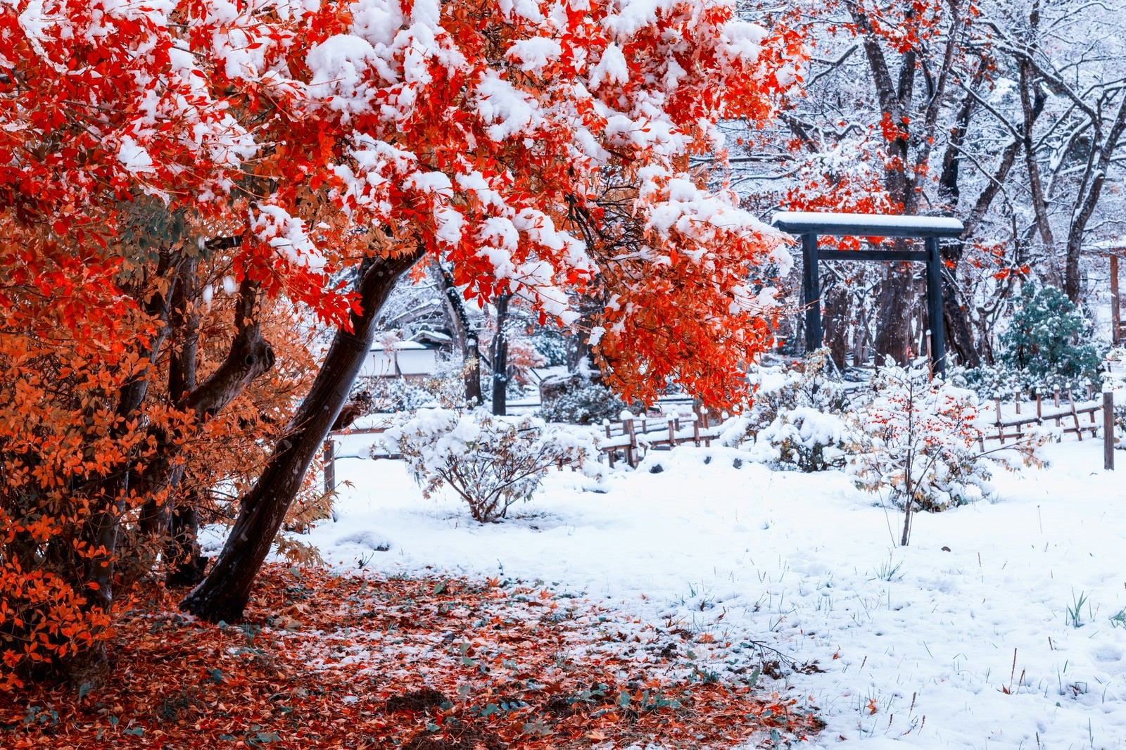「赤い紅葉に積もる雪」の写真
