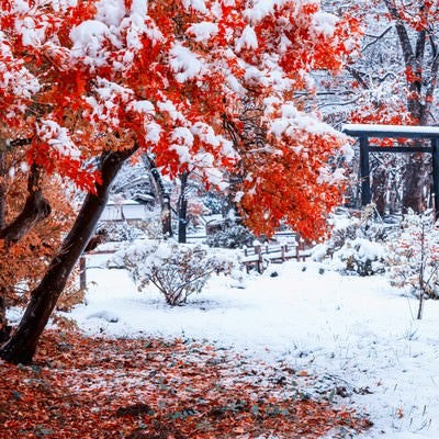 赤い紅葉に積もる雪の写真