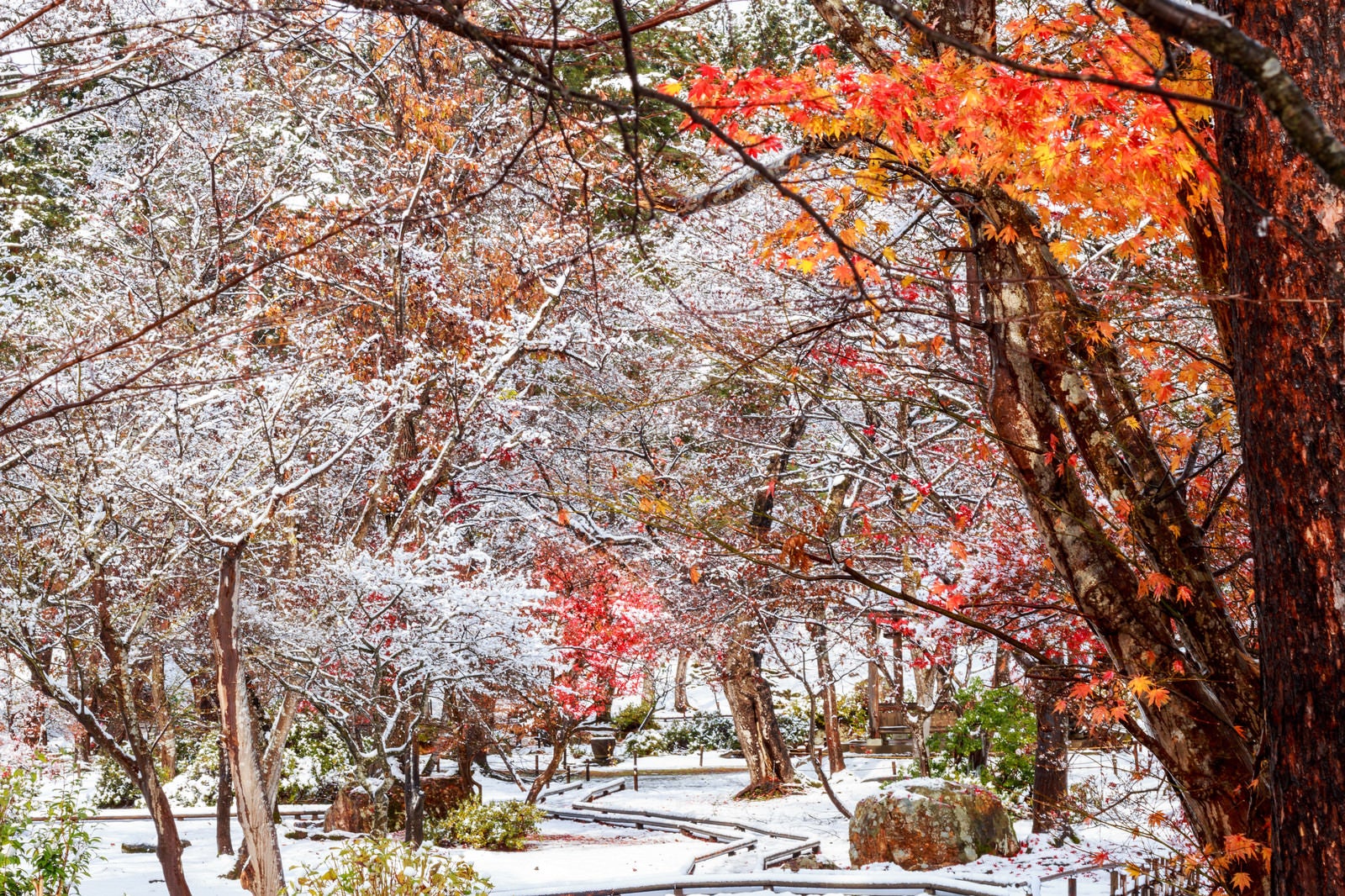 「紅葉と雪の庭」の写真