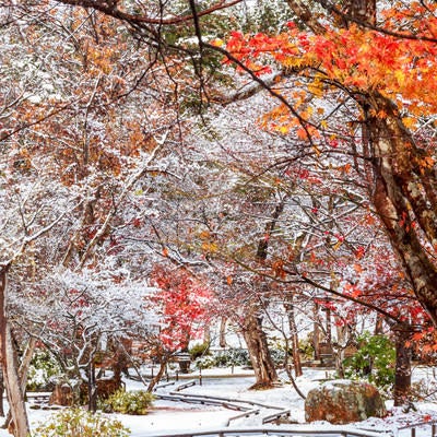 紅葉と雪の庭の写真