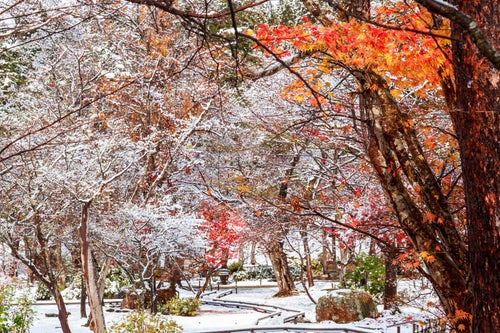 紅葉と雪の庭の写真