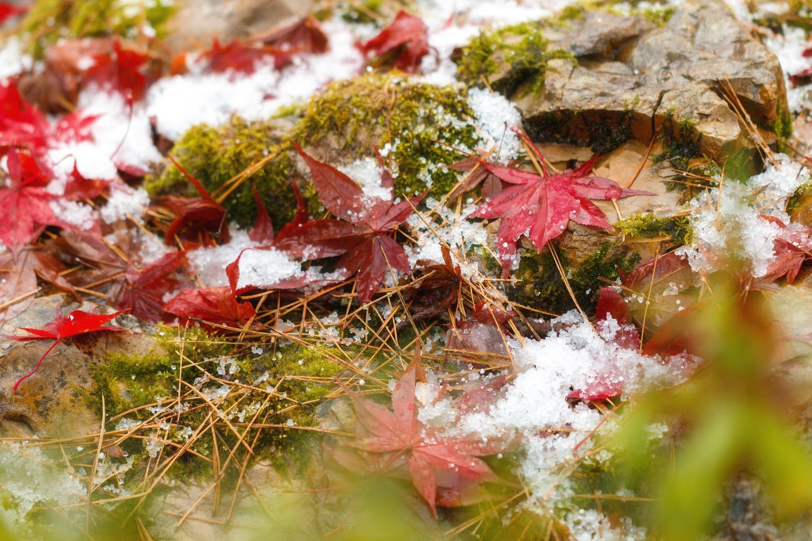 「苔と雪と落ち葉」の写真