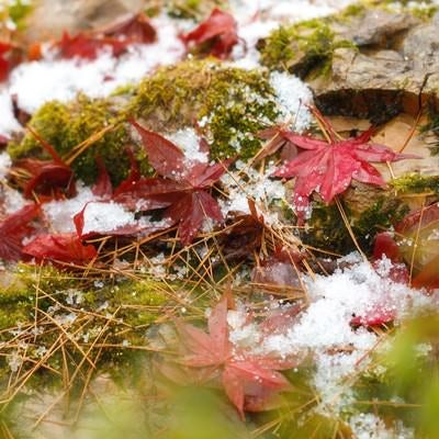 苔と雪と落ち葉の写真