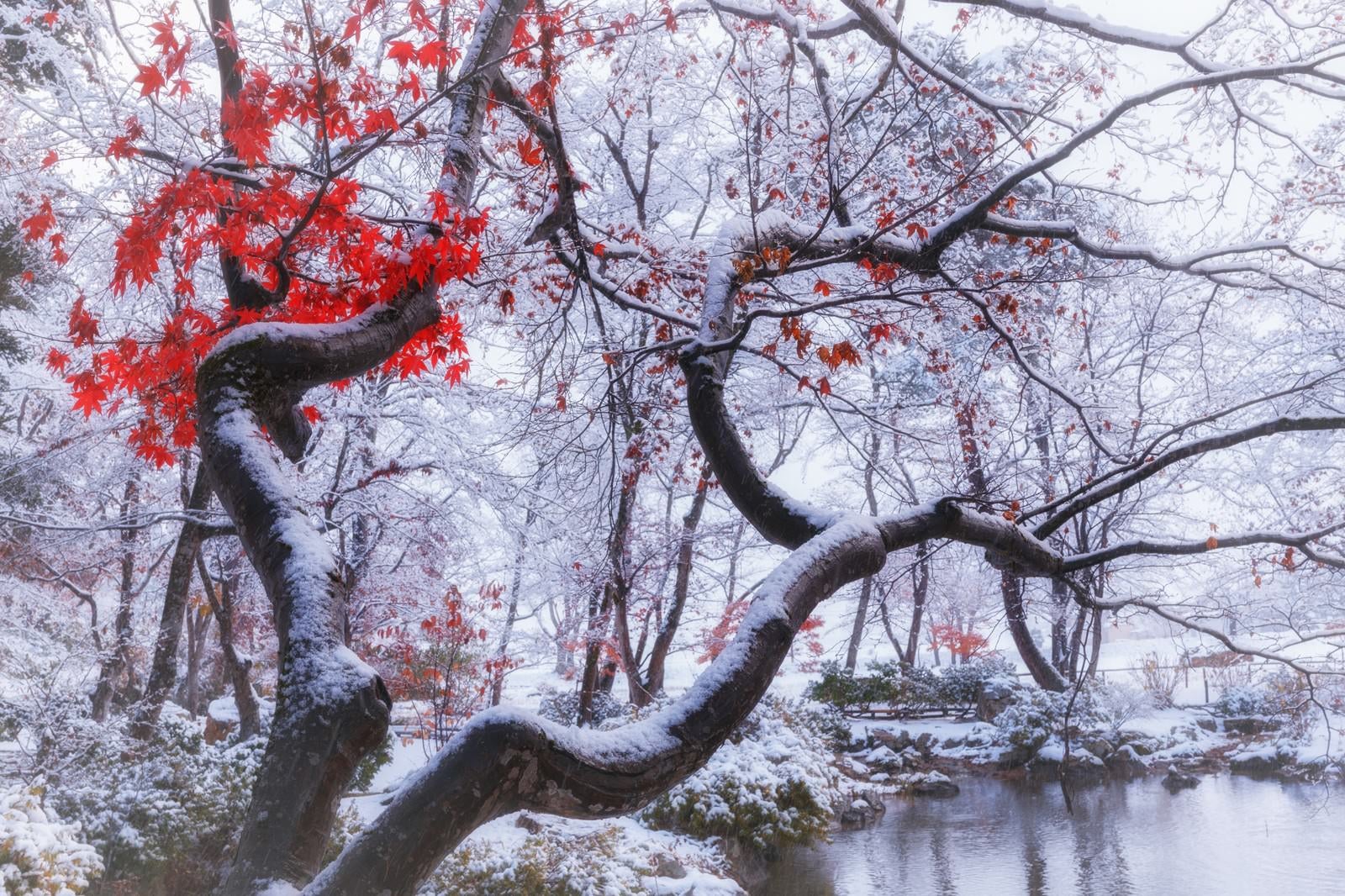 「雪が降った晩秋の庭園」の写真