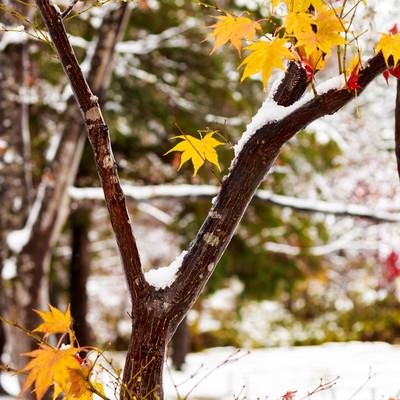 雪と黄葉の写真