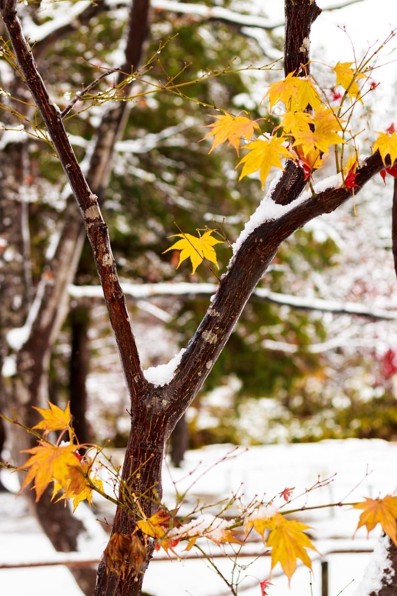 「雪と黄葉」の写真