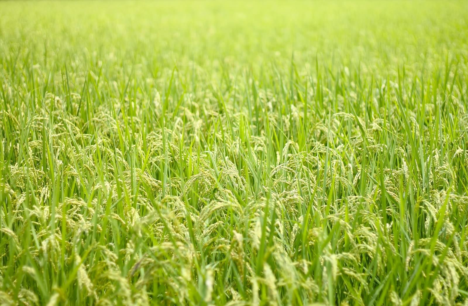 「広がる夏の田んぼと稲」の写真