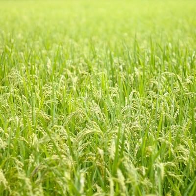 広がる夏の田んぼと稲の写真
