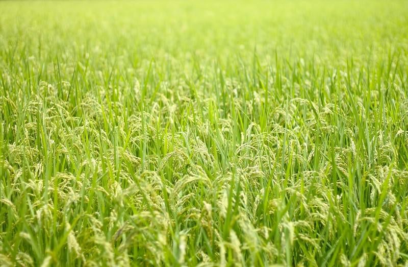 広がる夏の田んぼと稲の写真
