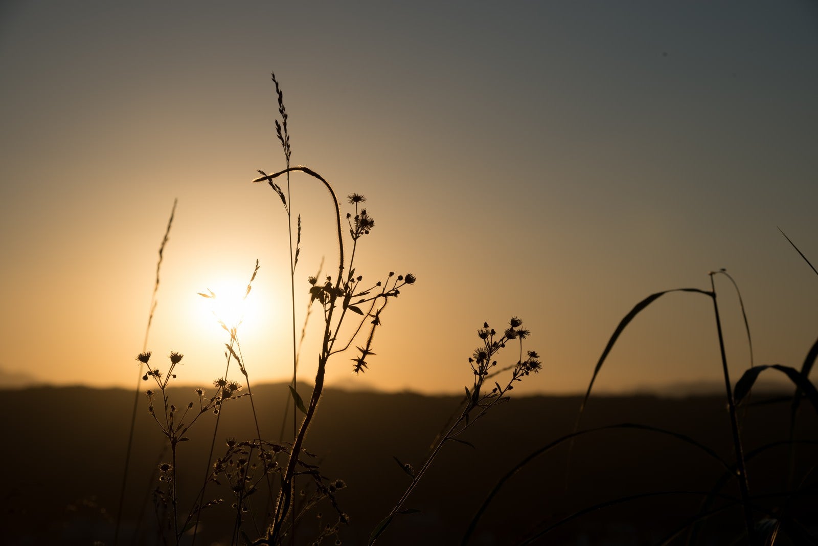「夕陽に照らされた草」の写真