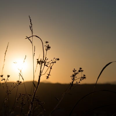 夕陽に照らされた草の写真