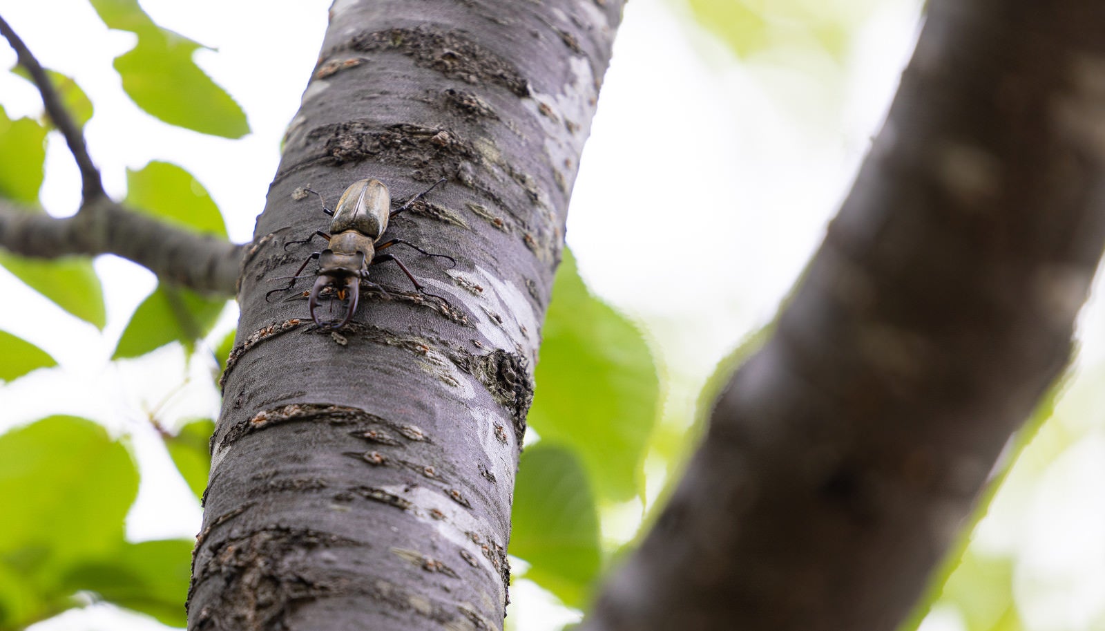 「木に捕まるミヤマクワガタ」の写真