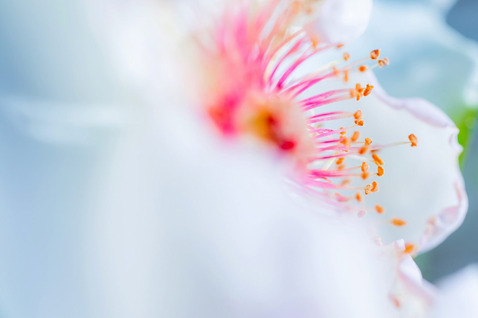 「白い花びらとピンクの雄しべ（マクロ）」の写真