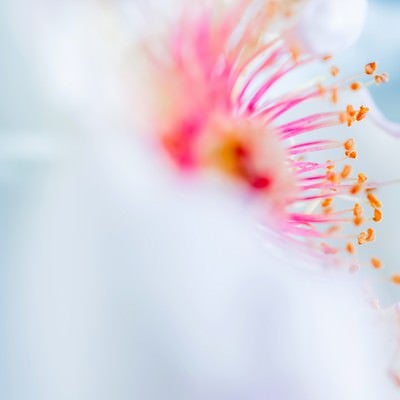 白い花びらとピンクの雄しべ（マクロ）の写真