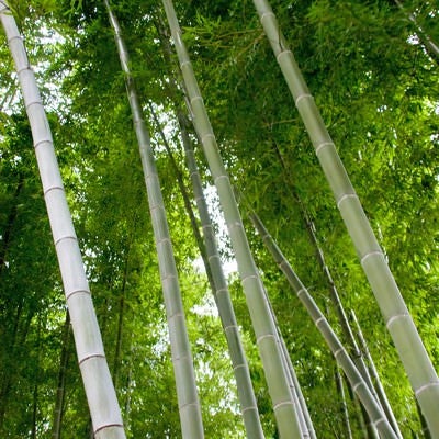 青々とした竹林の写真