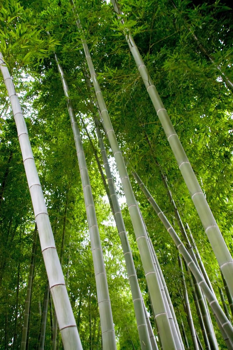 「青々とした竹林」の写真
