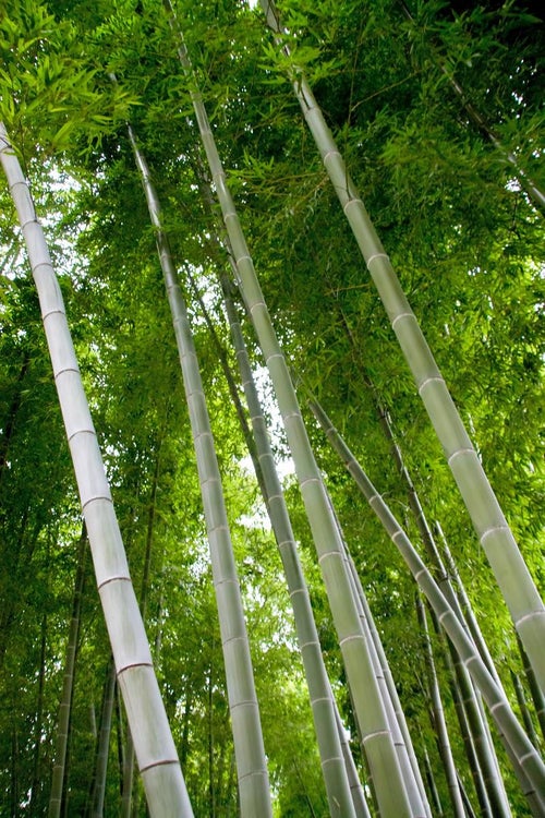 青々とした竹林の写真
