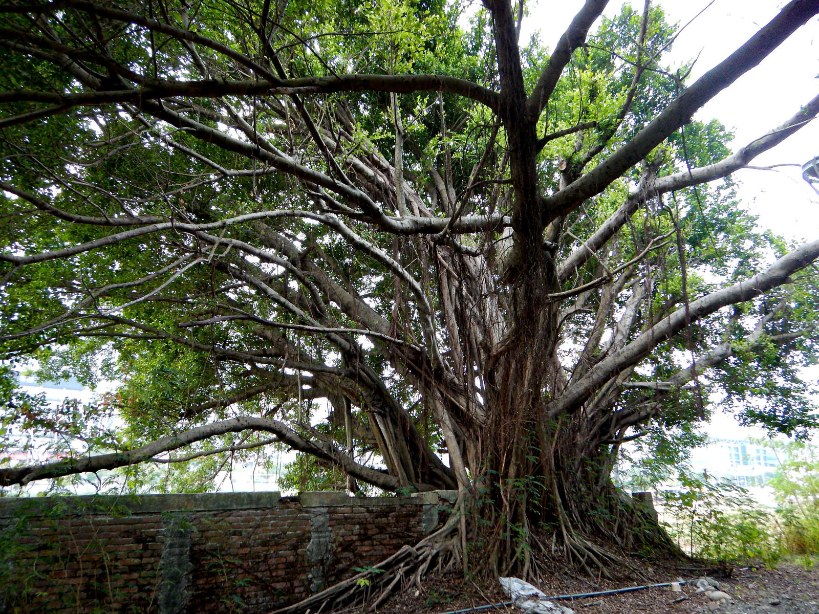 「レンガの壁を覆い尽くすガジュマルの木」の写真
