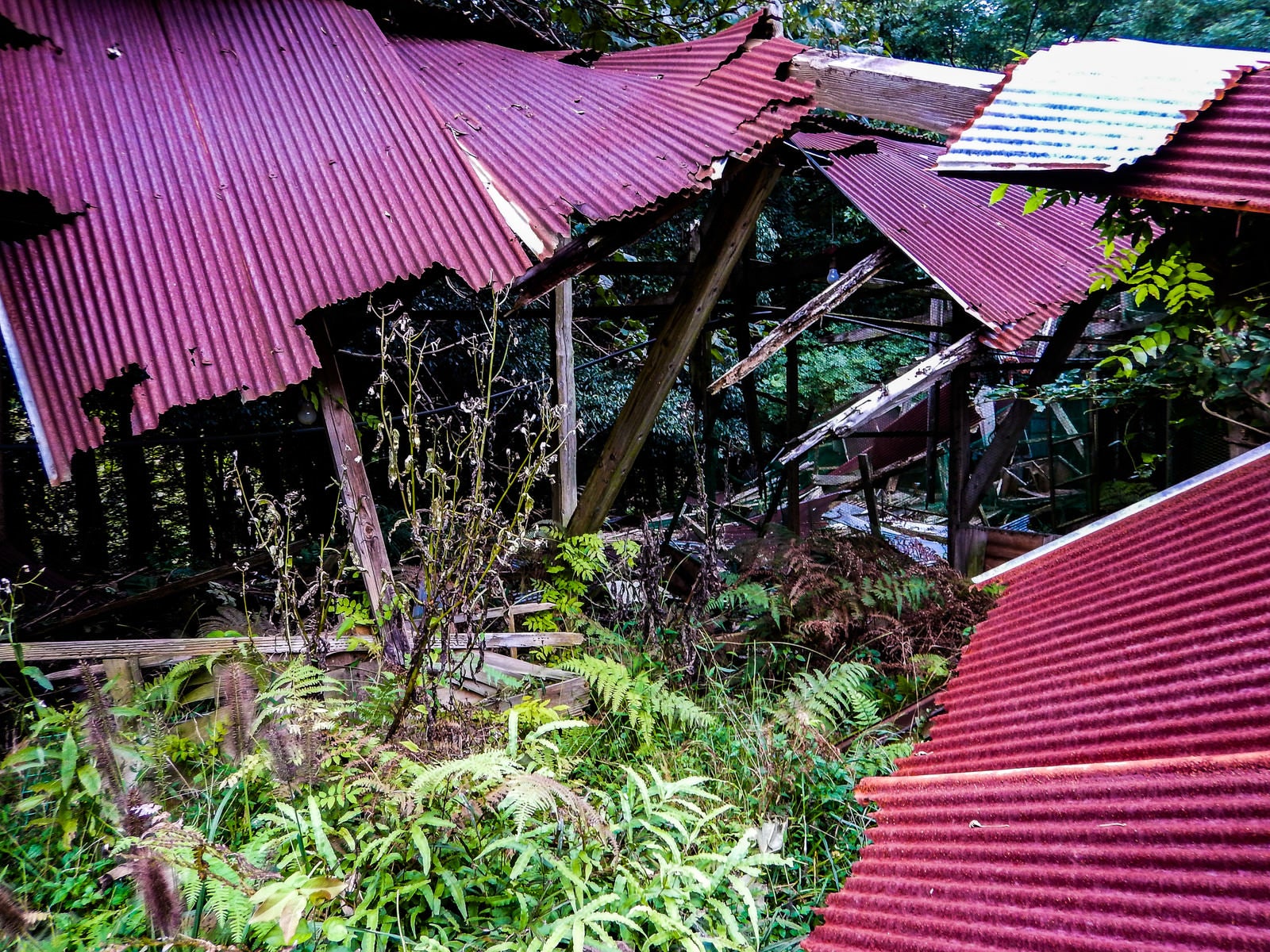 「崩れ落ちたトタン屋根（養鶏場跡）」の写真