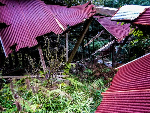 崩れ落ちたトタン屋根（養鶏場跡）の写真