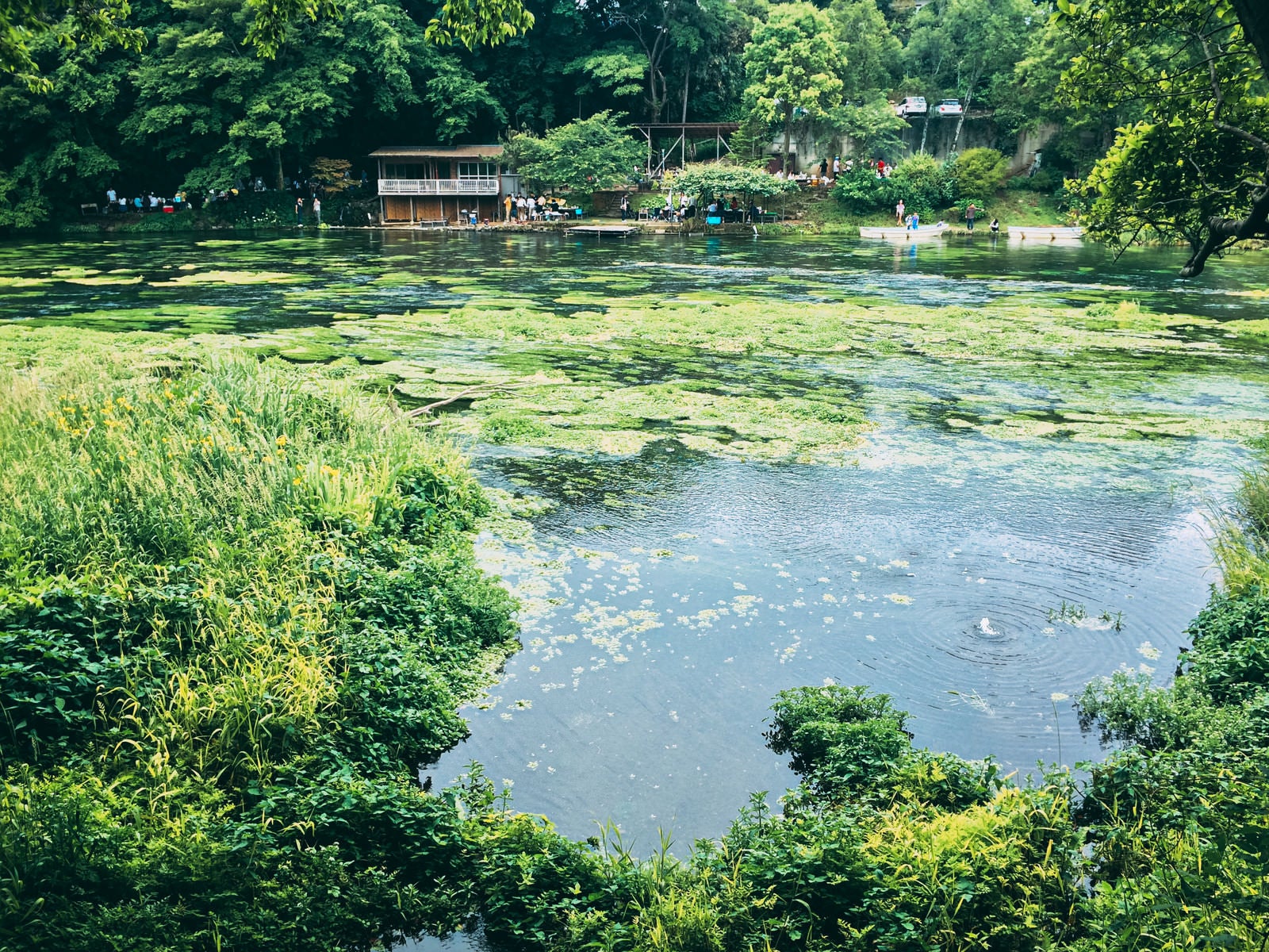 「湧き水が波紋を作る柿田川（静岡県）」の写真