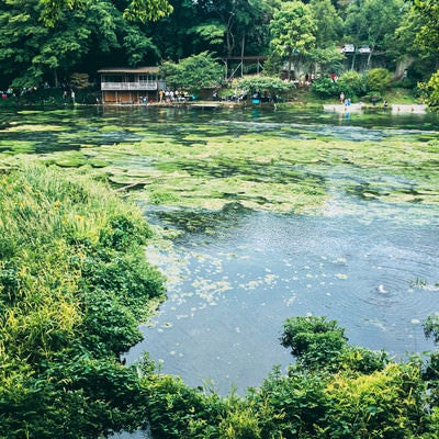 湧き水が波紋を作る柿田川（静岡県）の写真