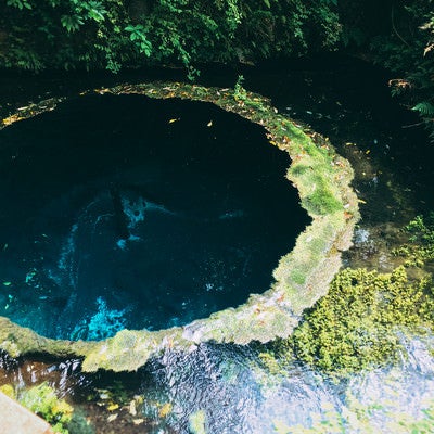 湧き水で水苔の輪が広がる柿田川（静岡県）の写真
