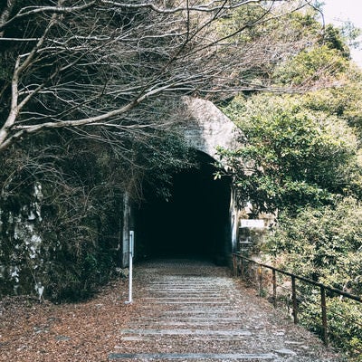 樹々が生い茂るトンネルの入口（JR福知山線廃線敷）の写真