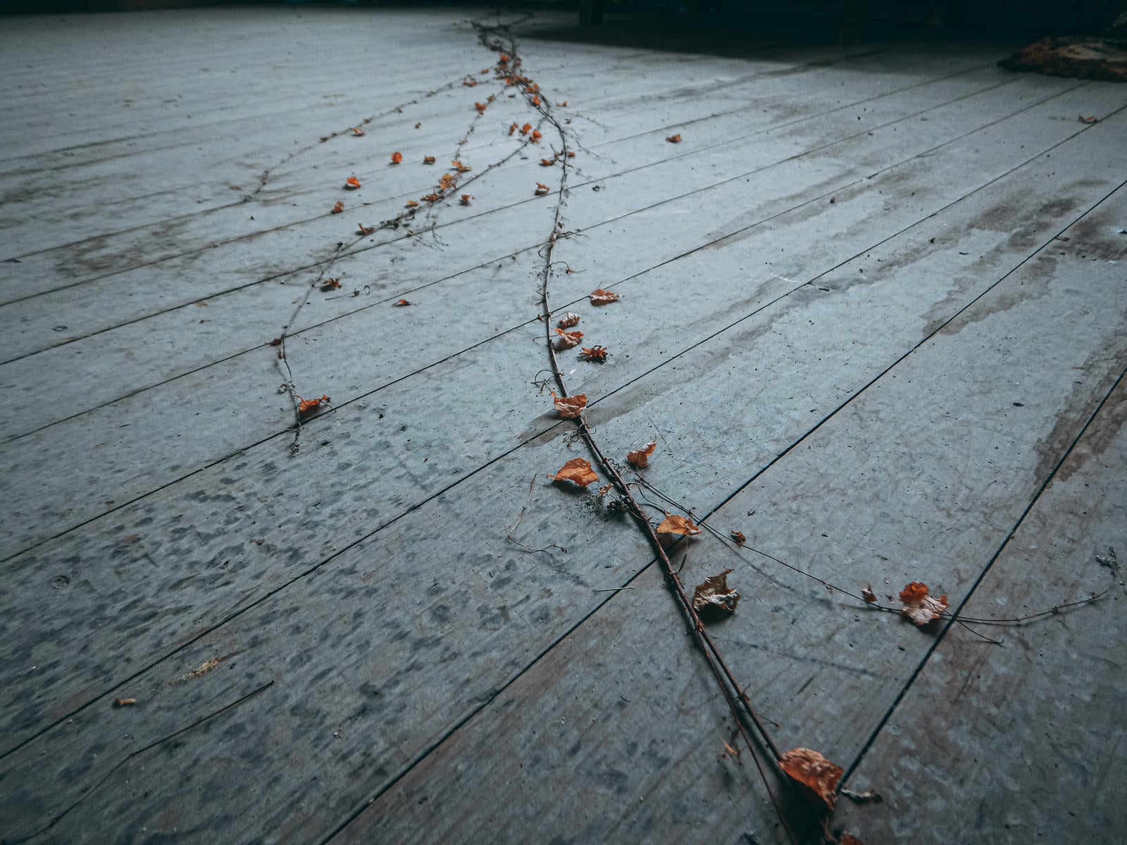 「廃墟の床に伸びる枯れた蔦」の写真