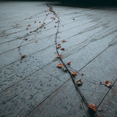 廃墟の床に伸びる枯れた蔦の写真