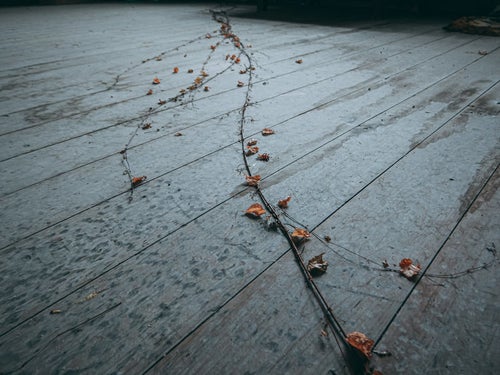 廃墟の床に伸びる枯れた蔦の写真