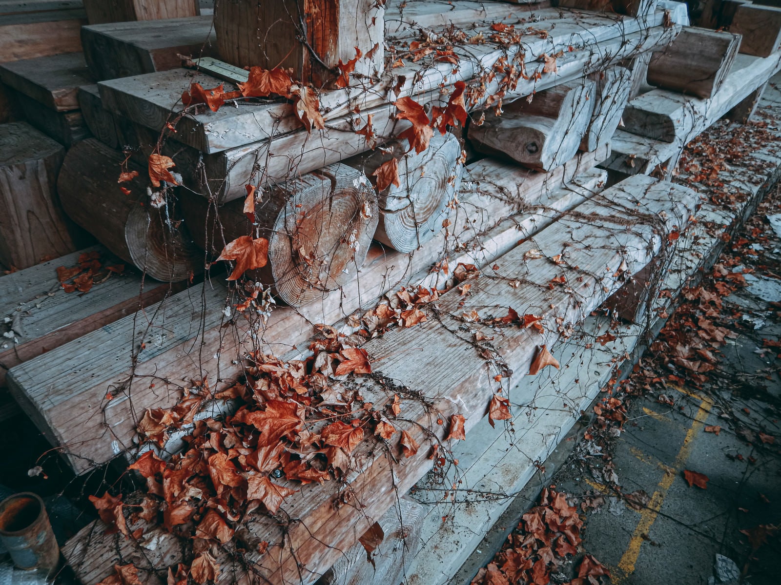 「木製のベンチに絡まる枯れた蔦たち」の写真