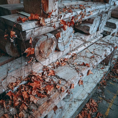 木製のベンチに絡まる枯れた蔦たちの写真